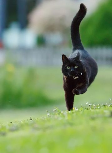 Image Chat, A Black Cat, Cat Boarding, Cat Facts, Domestic Cat, The Grass, Pretty Cats, Black Cats, Beautiful Cats