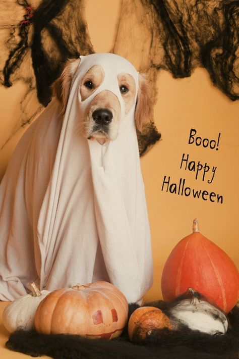 BoO! Funny dog dressed like a ghost for the Halloween. #holloween #dogs #costume #ideas Golden Retriever Costume, Golden Retriever Photography, Minion Halloween, Baby Halloween Outfits, Golden Retriever Puppy, Pet Holiday, Puppies Funny, Dog Costumes, Halloween Animals