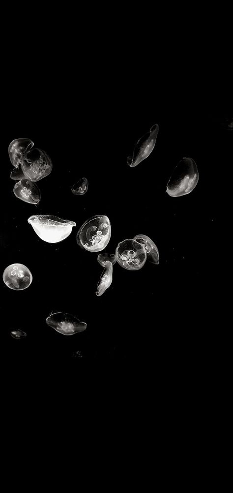 Black Jellyfish Wallpaper, Jellyfish Black And White, Toronto Zoo, White Sea, Screen Savers, Jellyfish, Sea Creatures, Toronto, Wallpapers