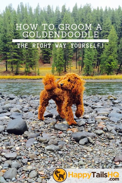 Groom A Goldendoodle, How To Groom A Goldendoodle At Home, How To Groom A Doodle At Home, Grooming Goldendoodle At Home, Grooming Doodles At Home, How To Groom A Goldendoodle, Labradoodle Haircuts, Sirius Black Dog, Labradoodle Haircut