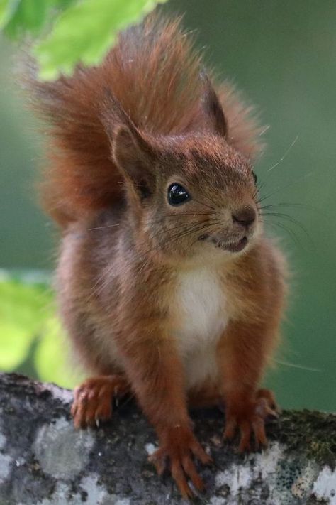 Squirrel Pictures, Squirrel Art, Squirrel Funny, Animal Print Wallpaper, Cute Squirrel, Chinchillas, Red Squirrel, Animal Wallpaper, Animal Photo