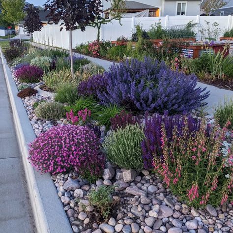 Waterwise Parkstrip Planting In Utah Inspired By Soft Colors Xeriscape Front Yard, Texas Landscaping, Xeriscape Landscaping, High Country Gardens, Low Water Gardening, Waterwise Garden, Drought Tolerant Landscape, Country Gardens, Areas Verdes