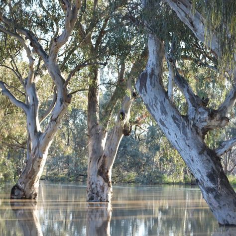 River Red Gum (Eucalyptus camaldulensis) | TreeProject River Red Gum, Eucalyptus Camaldulensis, Australia Landscape, Gum Trees, Graphic Panels, Eucalyptus Tree, River Bank, Indigenous Community, Replant