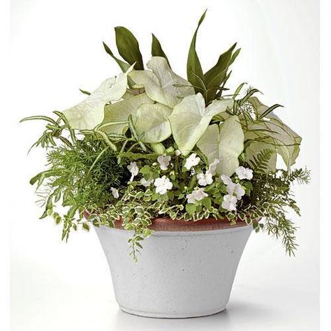 Cast-Iron Charmer Shade Planters, Pot Arrangements, Creeping Fig, Wooded Area, Container Planting, Cast Iron Plant, Porch Flowers, Container Garden Design, Asparagus Fern