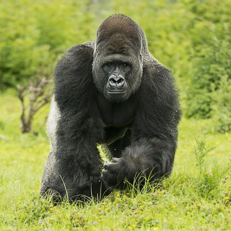 Gorilla - Taken at Port Lympne Zoo in Kent, by Colin Landford Gorilla Wallpaper, Dian Fossey, Gorilla Gorilla, Gorilla Tattoo, Gorillas Art, Strongest Animal, Silverback Gorilla, Monkey Wallpaper, Mountain Gorilla