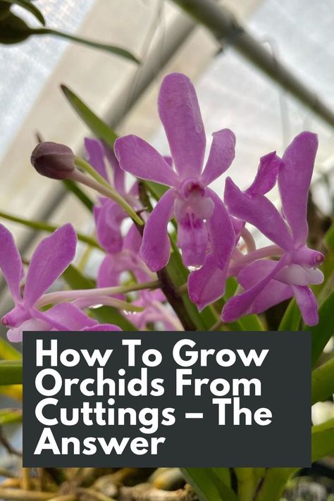 Discover the answer to growing orchids from cuttings with our comprehensive guide! Unlock the secrets to successful orchid propagation and expand your collection with confidence. Learn the step-by-step process, from selecting the right cutting to providing optimal conditions for root growth. Our guide offers expert tips and techniques to ensure successful propagation.  IG Photo by: kujawaorchid How To Grow Orchids, Orchid Propagation, Grow Orchids, Orchids In Water, Indoor Orchids, Orchid Varieties, Growing Orchids, Root Growth, Flower Spike