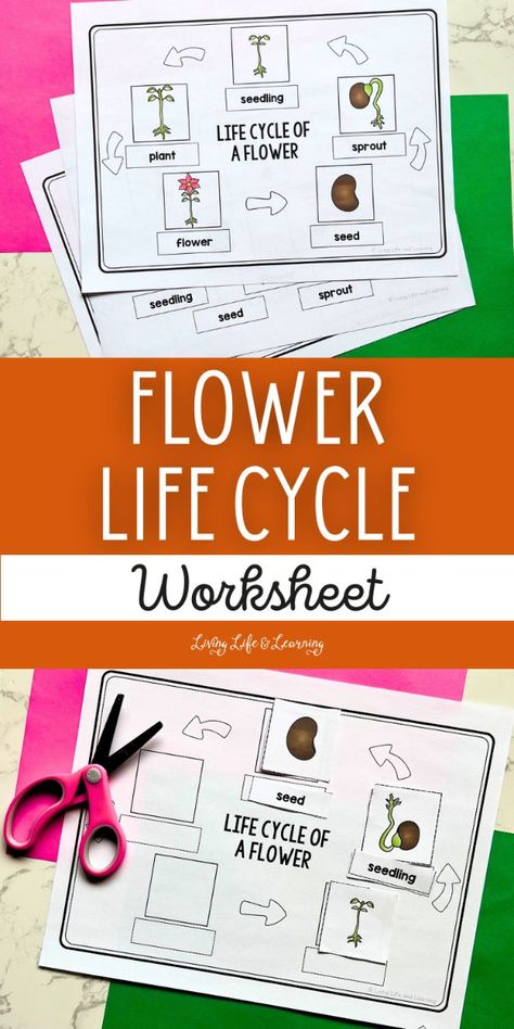 Looking for a spring activity that's both educational and entertaining? My Flower Life Cycle Worksheet is the perfect interactive tool for your homeschool spring lessons. Discover how to teach the life cycle of a flower in a way that your kids will adore. Flower Science Project, 3s Preschool, Life Cycle Of A Flower, Life Cycle Worksheet, Human Body Lesson, Flower Science, Flower Life Cycle, Earth Science Lessons, Elementary Science Activities