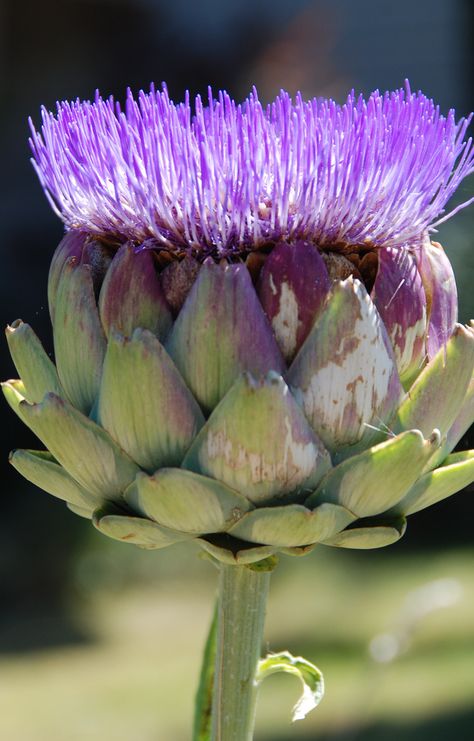 Artichoke Flower, Flower Close Up, Botanical Drawings, Fruit Art, Planting Herbs, Botanical Flowers, Exotic Flowers, Types Of Flowers, Flower Photos