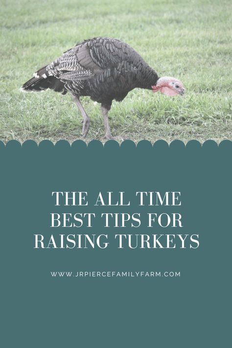 Backyard Turkeys, Turkey Farming, Turkey Roost, Female Turkey, Turkey Breeds, Raising Turkeys, Chicken Raising, 4h Projects, Homesteading Animals