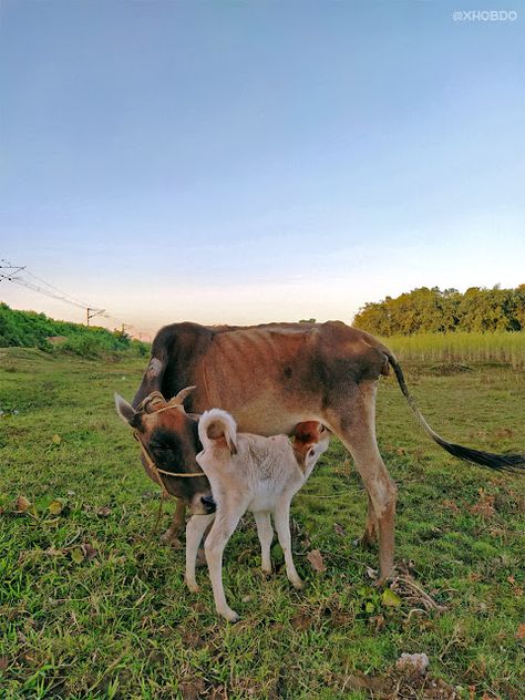 Mother cow feeding calf Cow Feeding, 26 March, 13 March, 16 October, 13 October, 24 October, Mother's Love, 12 October, November 9th