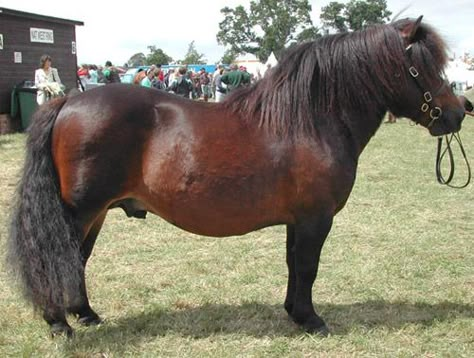 British Shetland Pony ; Strongest pony breed for their size, the Shetland and can pull twice its own body weight. The Shetland blood is found worldwide, but the British Shetland retains more of the original characteristics of the breed and are heavier than their American counterparts. Unique Horses, Highland Pony, Shetland Ponies, All Horse Breeds, The Centaur, Horse Family, Horse Poses, Welsh Pony, Pony Breeds