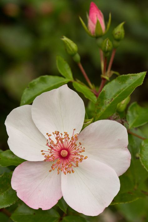 Hawthorne Flower, Wild Irish Rose, Morning Glory Flowers, Dog Rose, Arte Folk, Open Flower, Open Rose, Flower Boutique, Gum Paste Flowers