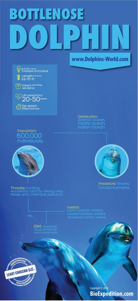 Bottlenose Dolphin Dolphin Facts, Turtle Facts, Whale Facts, Animal Infographic, Animals Information, Ocean Unit, Bottlenose Dolphin, Save Our Oceans, Endangered Animals