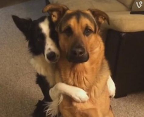 border collie hugs german shepherd best friend