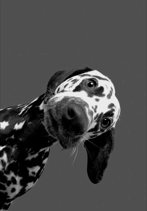 Dopamine Boost, Dog Photography, Mans Best Friend, Dalmatian, Cuteness Overload, Puppy Love, Fur Babies, Aesthetic Pictures, Baby Animals