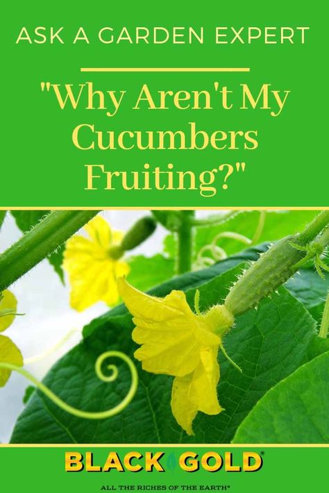 Cucumber Plant Problems, Cucumber Blossoms, Cucumber Flowers, Zucchini Growing, Canning Veggies, Panel Trellis, Cucumber Flower, Hydroponics Gardening, Cucumber Plants