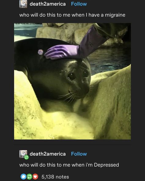 Seal Fursona, Silly Animals, Cute Creatures, Cute Little Animals, Animal Memes, 귀여운 동물, Tumblr Funny, Cute Funny Animals, Funny Cute