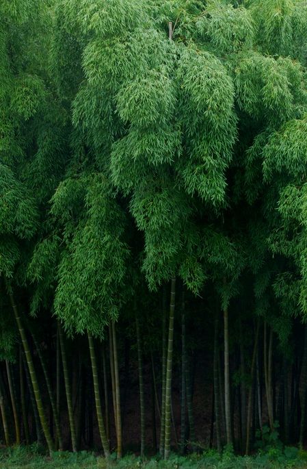 Bamboo Forest, Tree Hugger, Tree Forest, Beautiful Tree, Ponds, Amazing Nature, Mother Earth, Nature Beauty, Beautiful World