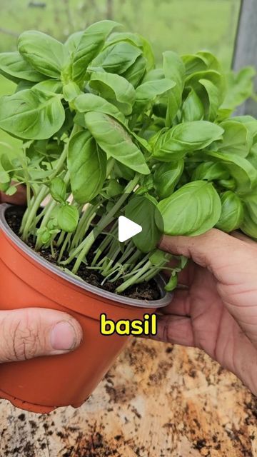 Grill Garden, Basil Garden, Growing Basil, Basil Plant, Organic Gardening Tips, Growing Indoors, Herb Garden, Simple Tricks, Organic Gardening