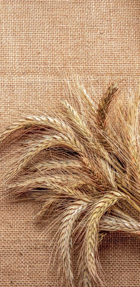 Iphone Wallpaper Plants, Christmas Wallpaper Hd, Wheat Fields, Texture Images, Smartphone Wallpaper, Brown Aesthetic, Fall Cards, Christmas Wallpaper, Fall Thanksgiving