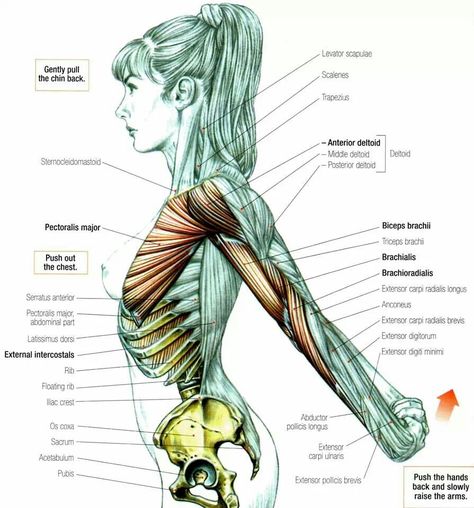 Stretching Yoga Anatomy, Human Body Anatomy, Muscle Anatomy, Human Anatomy Drawing, Human Anatomy And Physiology, Human Anatomy Art, Medical Anatomy, Anatomy For Artists, Body Anatomy