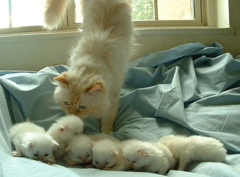 Mama Cat, Baby Kittens, Little Kittens, Fluffy Cat, Cute Cats And Kittens, Cute Kittens, Beautiful Cats, Cat Mom, Crazy Cats