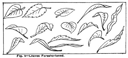 How to draw flowers with leaves Folded Leaves Drawing, How To Draw Nature, Botanical Doodles, Draw Leaves, Draw Nature, Drawing Leaves, Drawing Shapes, Leaves Drawing, Flowers Mandala