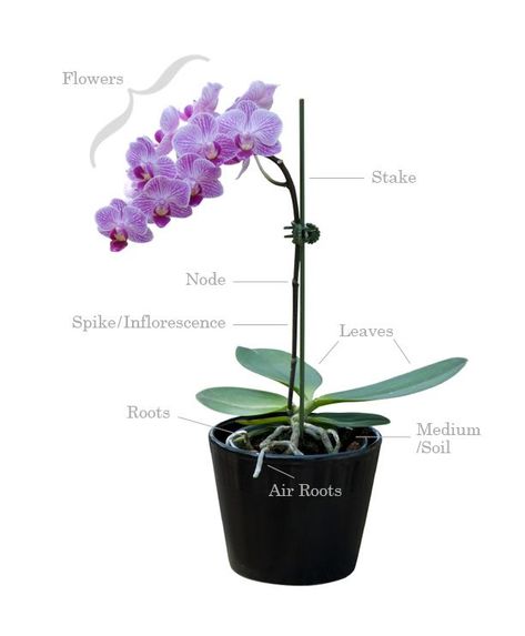 Orchid Plant Anatomy 580 Orchid Terrarium, Phalaenopsis Orchid Care, Orchid Plant Care, Orchid Seeds, Orchid Plant, Growing Orchids, Orchids Garden, Orchid Care, Phalaenopsis Orchid