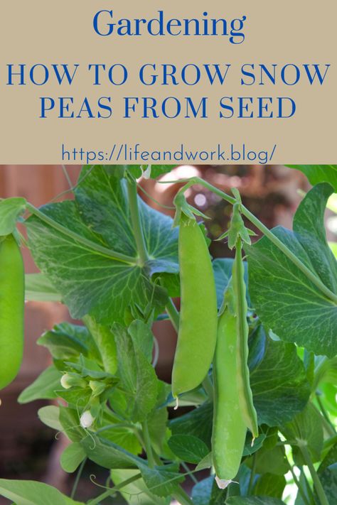 How to Grow Snow Peas From Seed Growing Snow Peas Trellis, Pea Growing, Growing Snow Peas, Pea Trellis, Planting Vines, Gardening Fruits, Snow Pea, I Am Growing, Organic Mulch