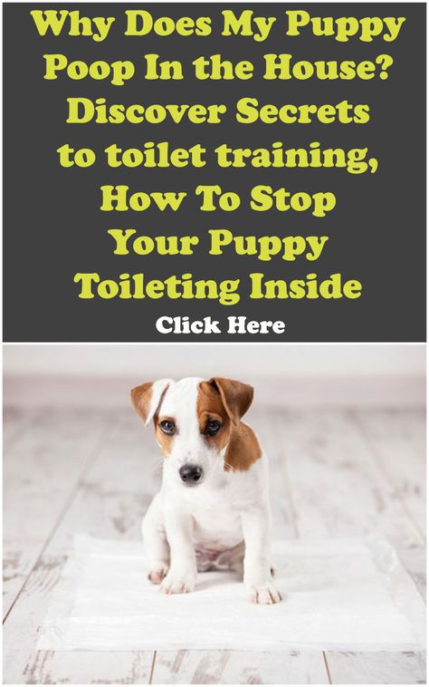 Dogs Ears Infection, Puppy Facts, House Training Puppies, Puppy House, Easiest Dogs To Train, House Training Dogs, Potty Training Puppy, My Puppy, Aggressive Dog