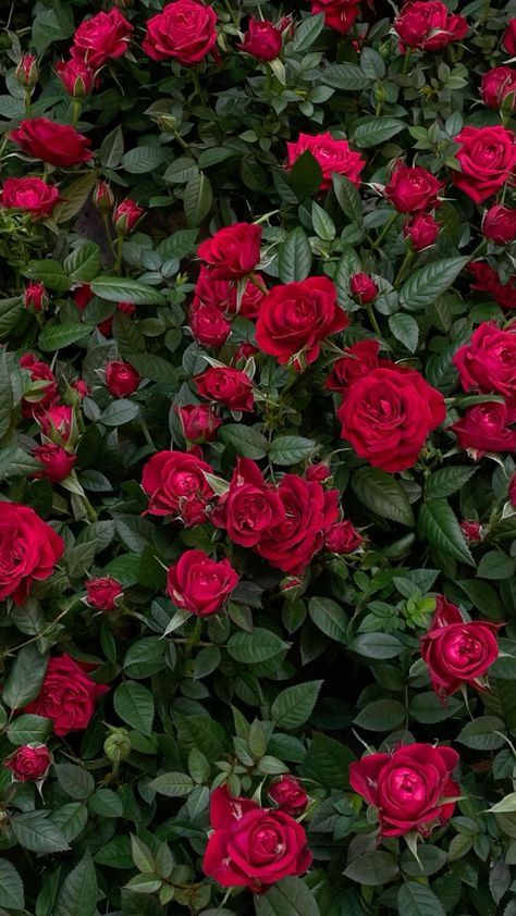 Aesthetic Flower Wallpapers, Nature Aesthetic Pictures, Red Flower Wallpaper, 50 Aesthetic, Era Victoria, Rose Flower Photos, Rose Belle, Flowers Photography Wallpaper, Flower Wallpapers