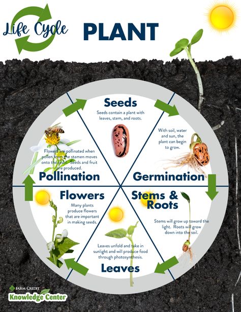 Agriculture and the Plant Life Cycle Infographic Seed Germination For Kids, Plants Life Cycle Activities, Horticulture Education, Plant Life Cycle Worksheet, Plants Kindergarten, Plant Lessons, Cycle For Kids, Plants Worksheets, Agriculture Projects