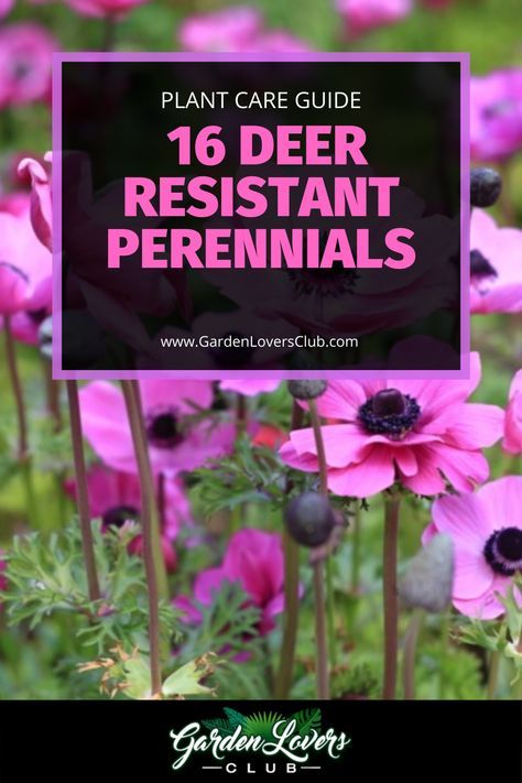 Shrubs That Deer Will Not Eat, Deer Resistant Plants Perennials, Deer Resistant Shade Garden Design, Deer Resistant Landscaping Perennials, Deer Resistant Flowers Perennials, Deer Resistant Annual Flowers, Deer And Rabbit Resistant Perennials, Plants That Deer Will Not Eat, Full Sun Deer Resistant Perennials