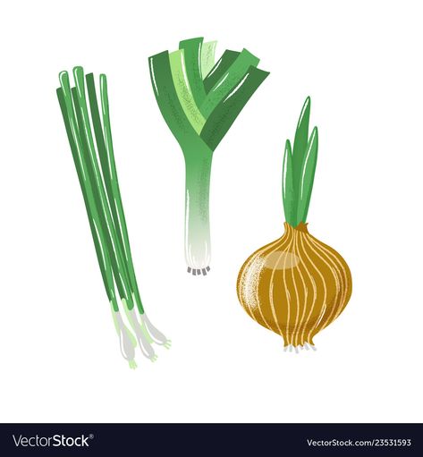 Spring Onion Illustration, Leek Vegetable, Onion Bulbs, Vegetable Soup With Chicken, Onion Sauce, Green Spring, Pork Chop, Texture Vector, Spring Onion