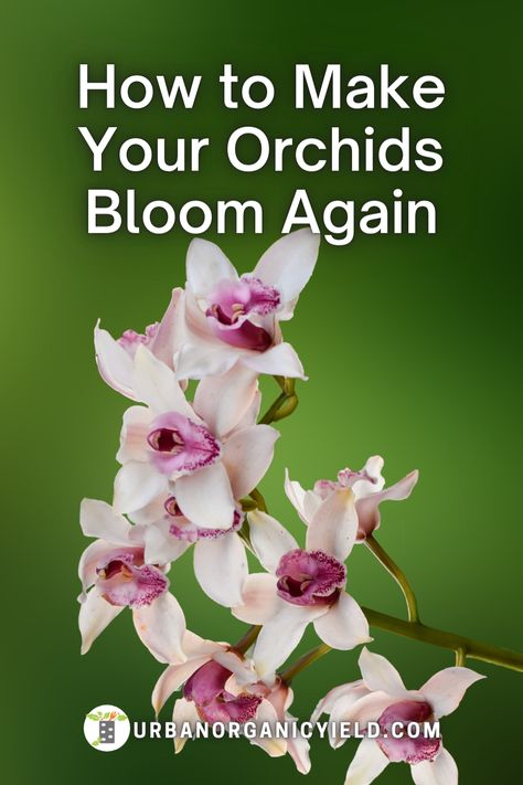 How To Make Orchids Bloom Again, Looking After Orchids, Houseplant Tips, Orchid Terrarium, Orchids Care, Indoor Orchids, Orchid Plant Care, Orchid Photography, Types Of Orchids