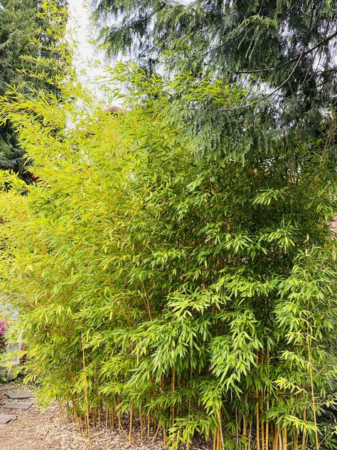 Golden bamboo in our front yard Golden Bamboo, Front Yard, Bamboo, Yard, Plants, Green