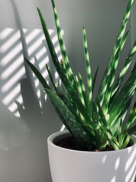 Plant Aloe Vera, Types Of Succulents Plants, Plant Projects, Healing Plants, Aloe Plant, Aloe Vera Plant, Big Plants, Plant Aesthetic, Healthy Lifestyle Inspiration