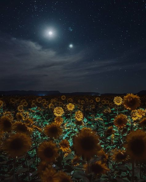 Fantasy Flower Field, Flower Field At Night, Sunflower At Night, Moonlight Pictures, Field Tattoo, Flower Field Aesthetic, Night Field, Sunflower Meadow, Sunflower Stuff