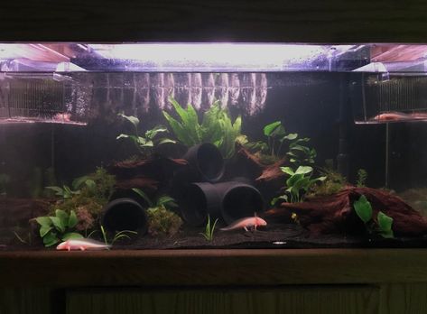 finally got the opportunity to create a planted tank with these axolotls!!! : PlantedTank Axolotl Planted Tank, Axolotl Tank Decor, Planted Axolotl Tank, Axolotl Tank Ideas Aesthetic, Axolotl Aquarium Ideas, Axolotl Tank Ideas Aquarium, Axolotl Enclosure, Axolotl Tank Setup, Axolotl Habitat