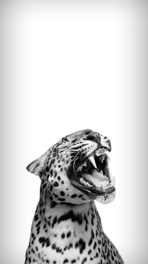 Dorm Pictures, Leopard Print Wallpaper, Cute Summer Wallpapers, Photo Room, Original Iphone Wallpaper, Iphone Wallpaper Images, Black And White Background, Phone Wallpaper Patterns, Pretty Animals