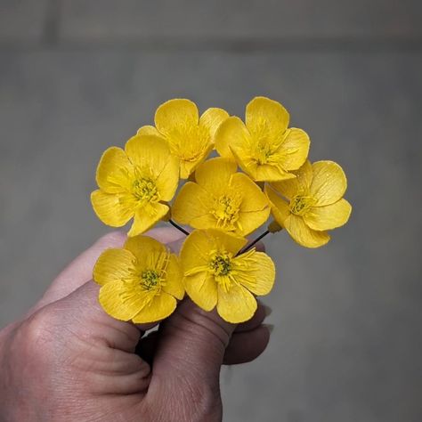 Buttercups! These lovely little blooms are set to join some other pollinators for a wedding bouquet. Felt slightly wrong but I pulled off the petals of a real buttercup to use as the template for this paper version which is made from yellow doublette crepe paper #paperflorist #paperflowers #buttercups #madefrompaper #wildfowers #weddingbouquet #weddingflowers Buttercup Flower Bouquet, Buttercup Bouquet, Heartless Hunter, Botanical Sketchbook, Buttercup Flower, Crepe Paper, Pull Off, Wedding Bouquet, Flowers Bouquet