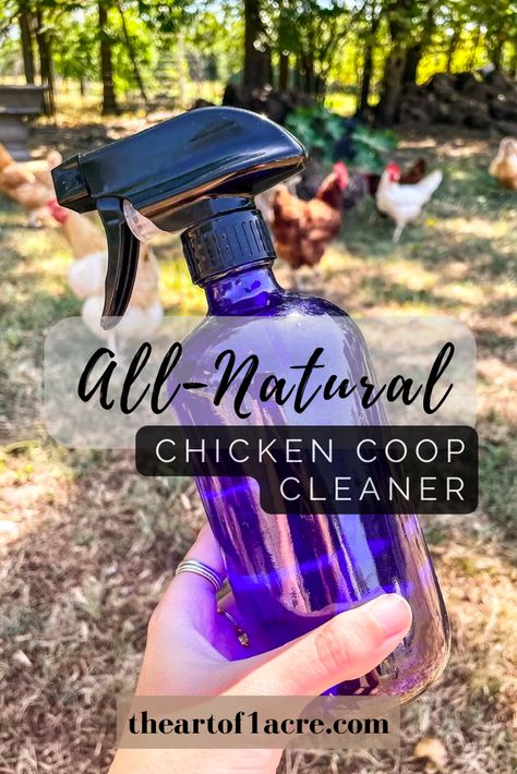 Chicken Coop Cleaner, Natural Chicken Coop, Coop Cleaner, Inside Chicken Coop, Herbs For Chickens, Urban Chicken Farming, Clean Chicken, Chicken Pen, Chicken Coup