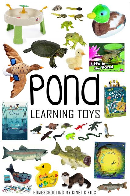 Pond Learning Ideas - In Our Pond Pond Unit Study, Fish Unit Study, Curriculum Themes, Water Unit, Pond Animals, Lifecycle Of A Frog, Sowing Seeds, Frog Life, Kid Experiments