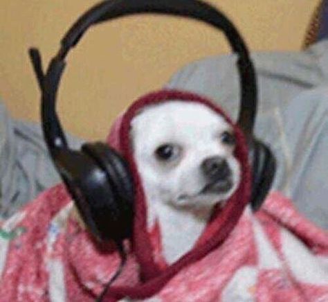 Good Boy, A Blanket, Small Dog, Headphones, White