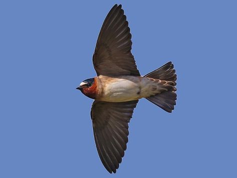 Cliff Swallow, Swallows, All Birds, In Flight, Bird Species, Top Photo, Bird Watching, Birdy, Beautiful Birds