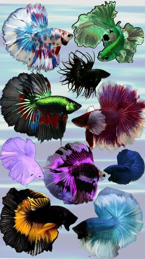 animal collection, betta fish Beautiful Beta Fish, Betta Fish Mermaid, Green Betta Fish, Skin Markings, Mermaid Oc, Aquatic Art, Koi Betta, Beta Fish, Animal Spirit