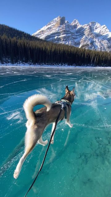 Frozen Lake Aesthetic, Lake Aesthetic, Exotic Mammals, Siberian Husky Puppies, Frozen Lake, Cute Animal Photos, Travel Scrapbook, Siberian Husky, Friends Photography