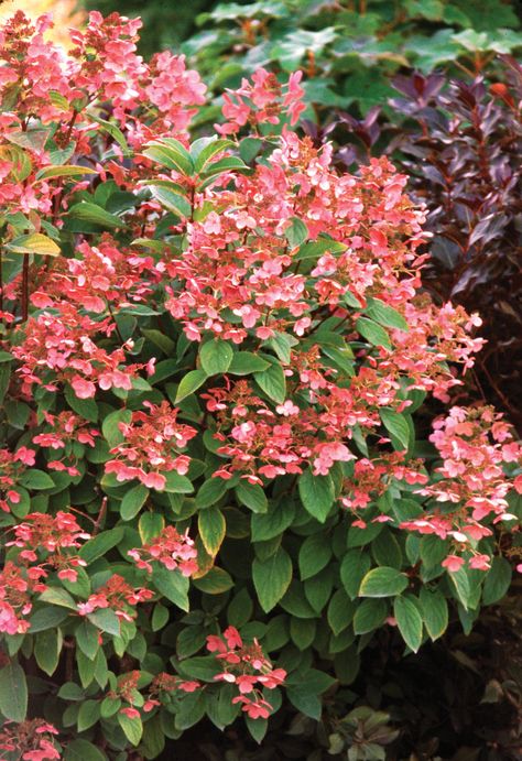 Quickfire Hydrangea, Quick Fire Hydrangea, Hardy Hydrangea, Hydrangea Season, Green Giant Arborvitae, Thuja Green Giant, Hydrangea Tree, Fast Growing Shrubs, Hydrangea Shrub