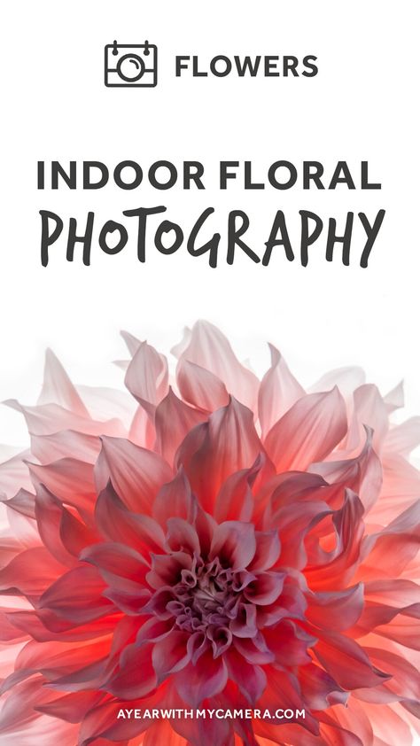 Different Times Of Day, Foto Macro, Macro Photography Flowers, Dslr Photography Tips, Photography Settings, Indoor Photography, Holiday Photography, Beautiful Flowers Photos, Photography Help