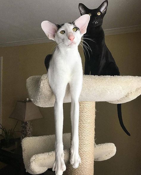 If I hear one more joke about my long legs, I’ll show what being a ‘weird cat’ is all about! Dobby Cat, Two Cats, Domestic Cat, Sphynx, Cat Tree, Cats Meow, Pretty Cats, Beautiful Cats, Cute Funny Animals